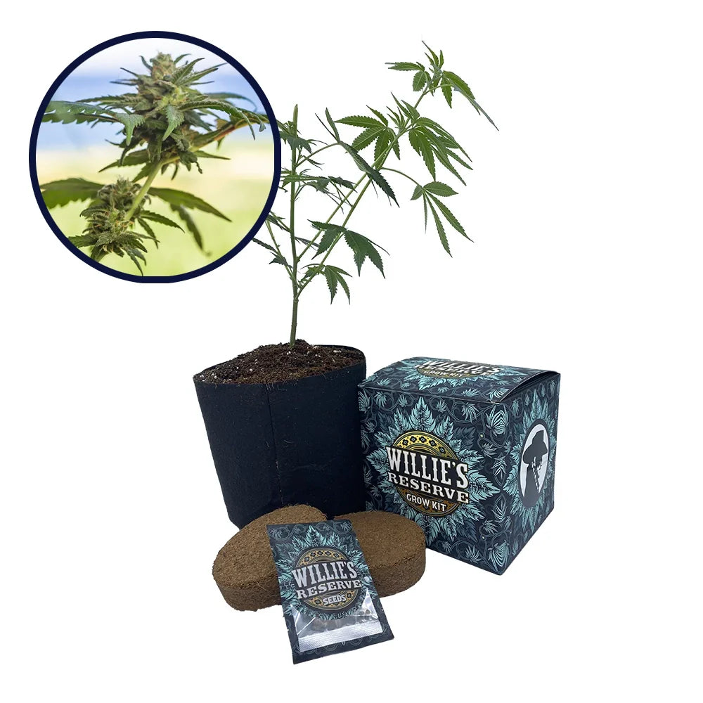 Lamb's Bread Strain High Yield Grow Kit