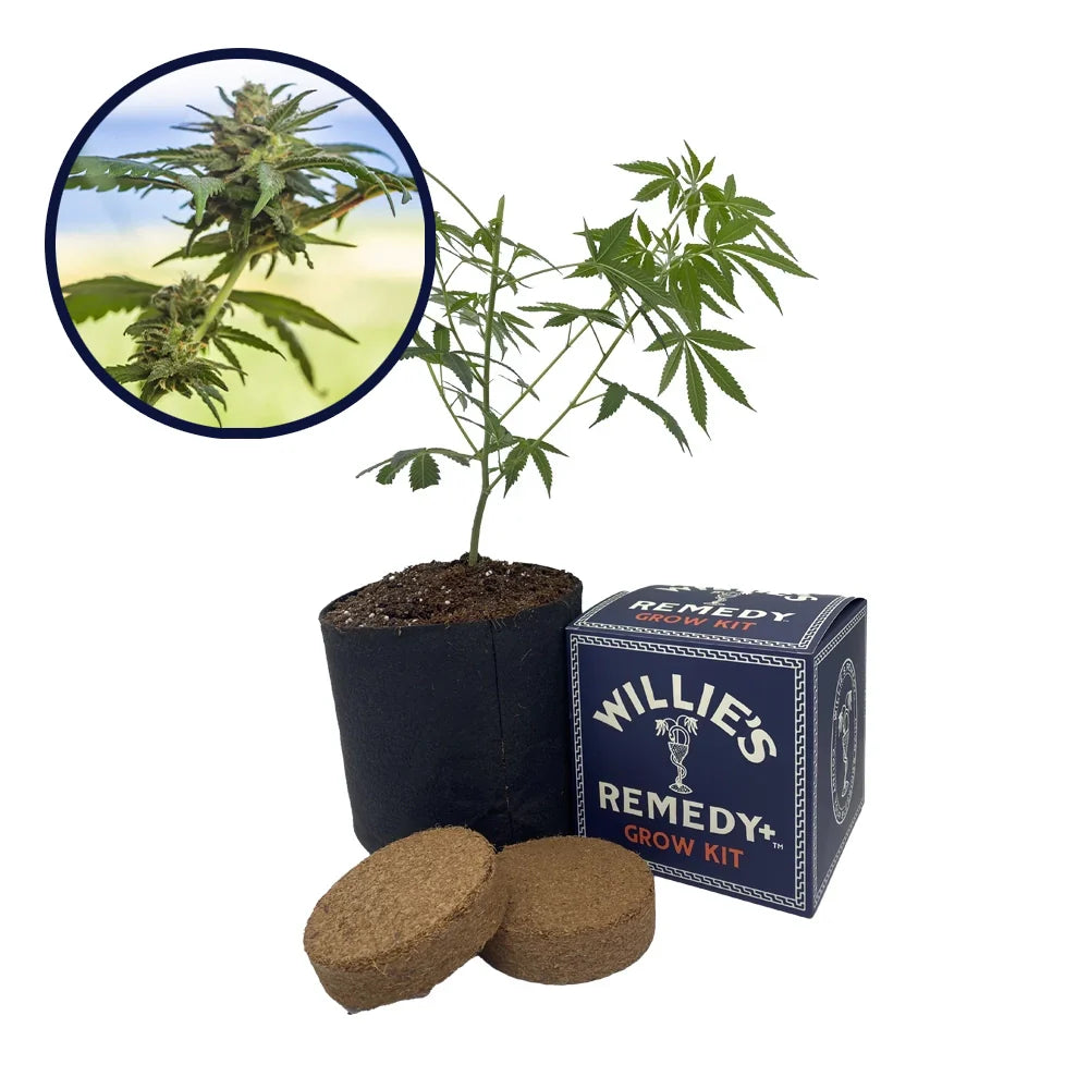 Lamb's Bread Strain Grow Kit