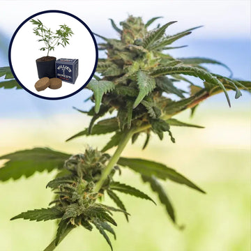 Lamb's Bread Grow Kit