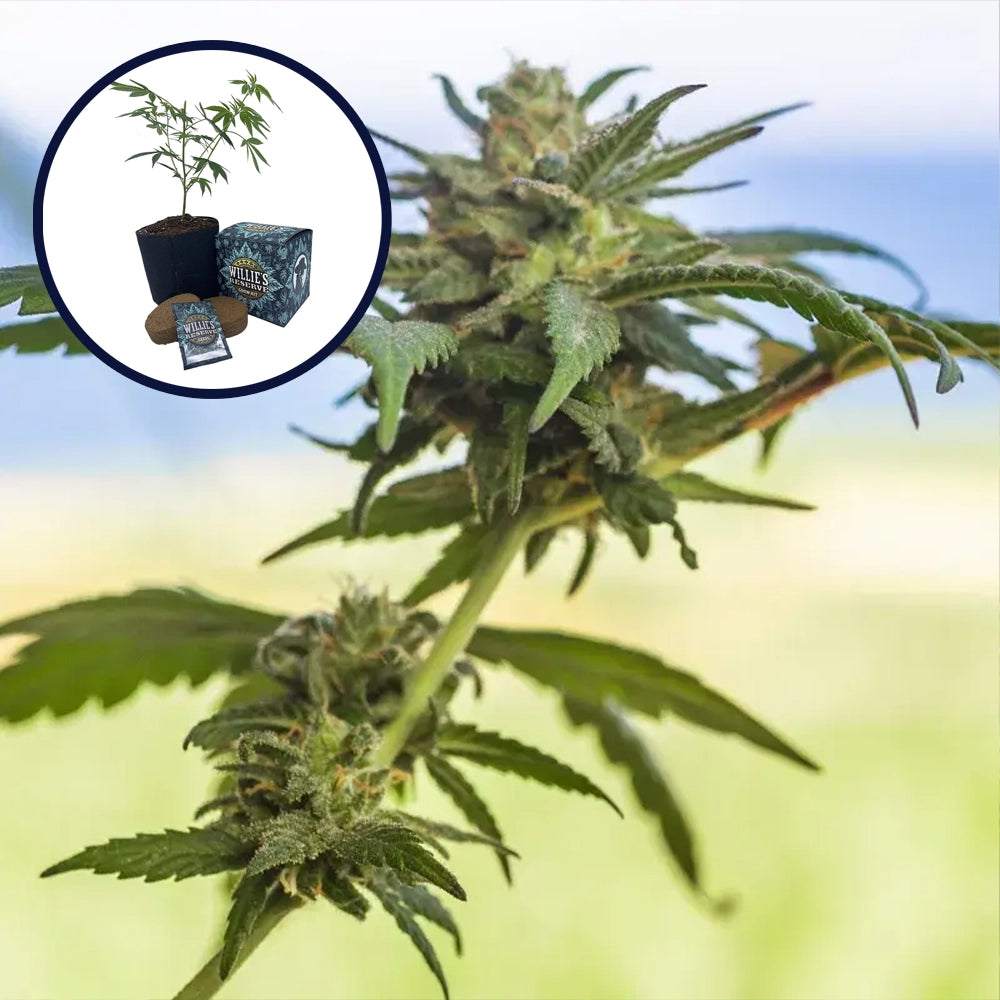 Lamb's Bread High Yield Grow Kit