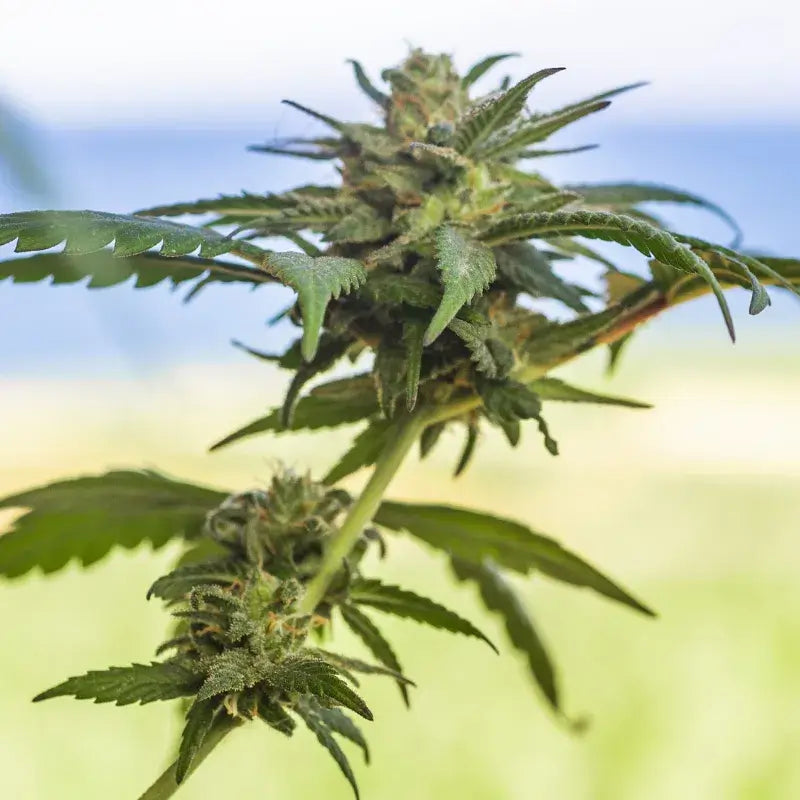 Lamb's Bread Auto