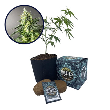 Larry OG Strain High Yield Grow Kit
