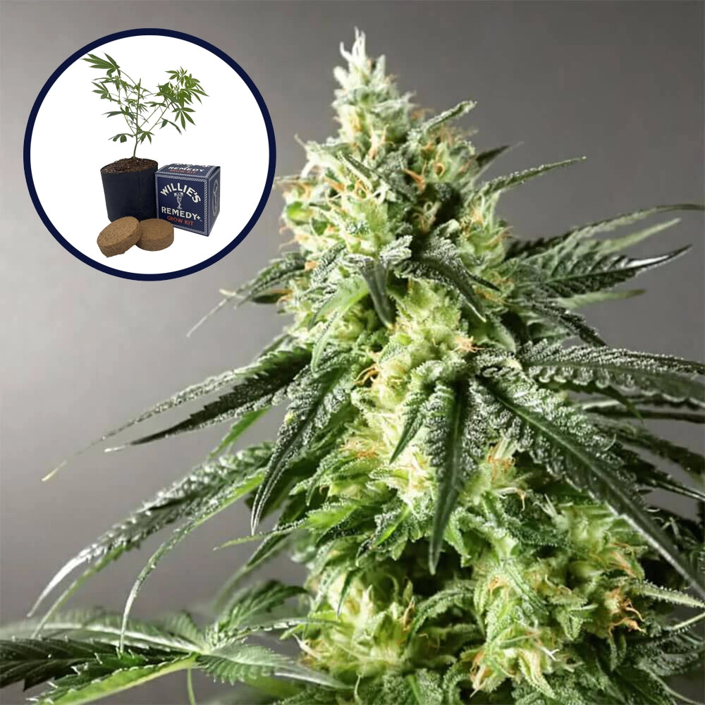 Larry OG Grow Kit