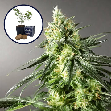 Larry OG Grow Kit