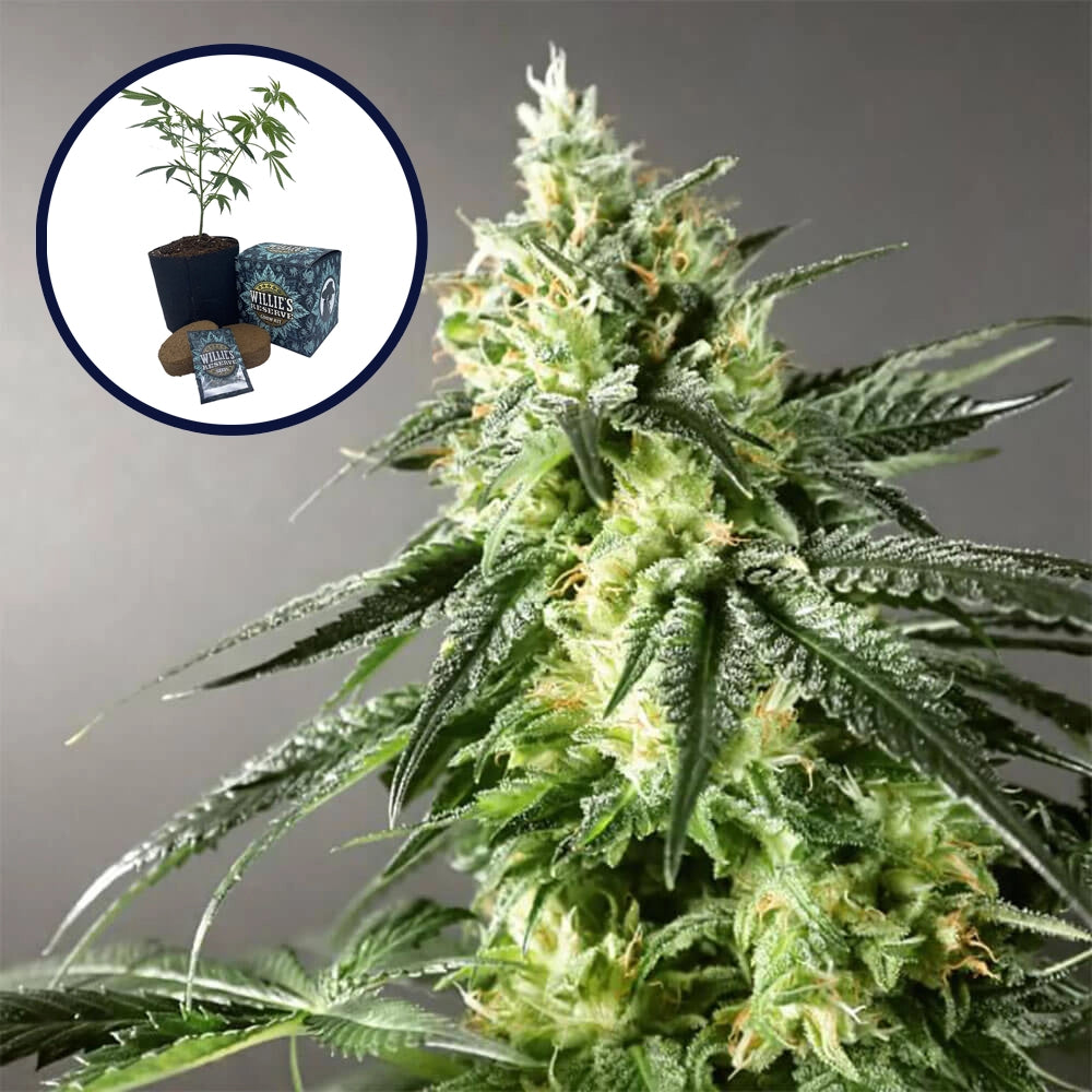 Larry OG High Yield Grow Kit