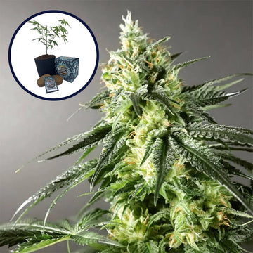 Larry OG High Yield Grow Kit