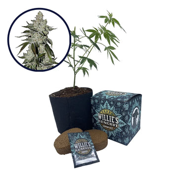 Laughing Buddha Strain High Yield Grow Kit
