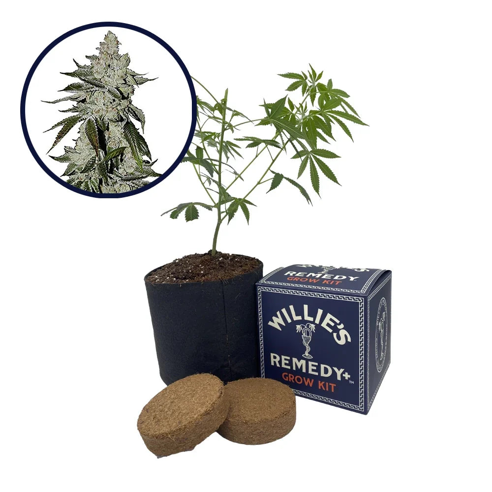 Laughing Buddha Strain Grow Kit