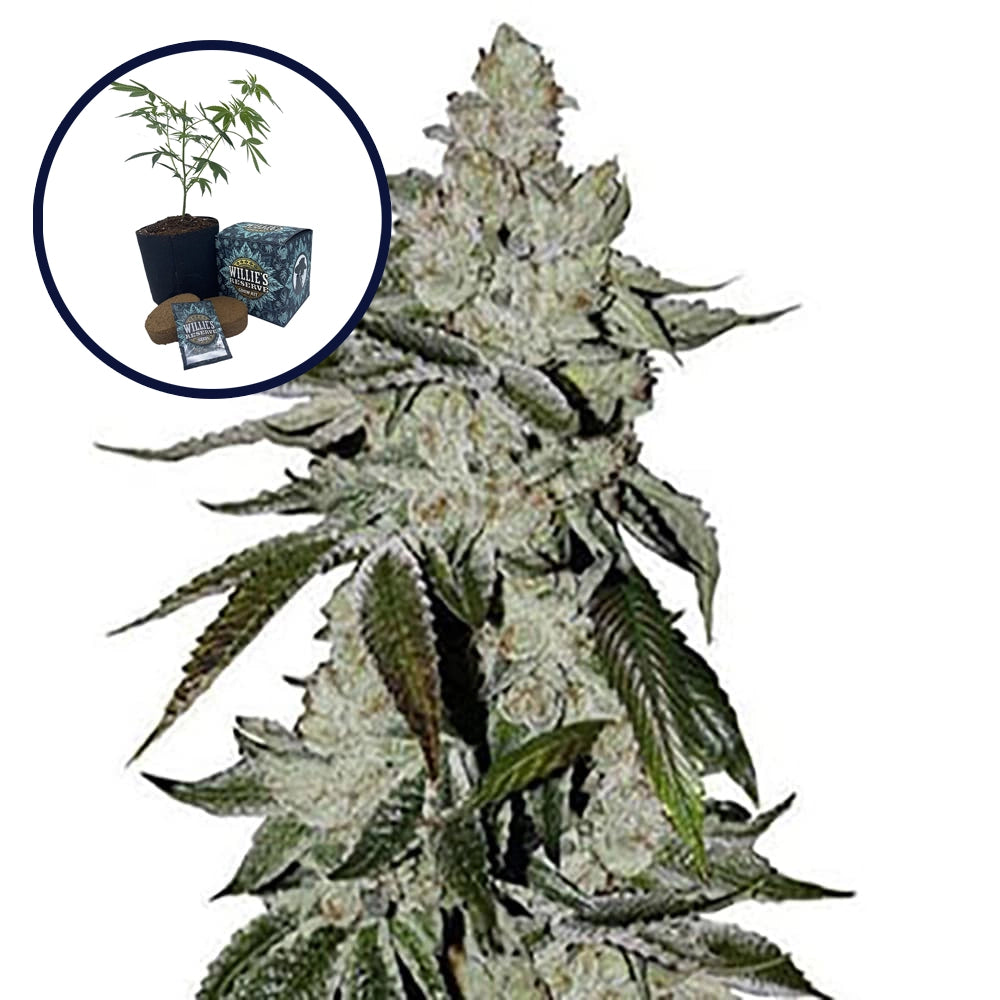 Laughing Buddha High Yield Grow Kit