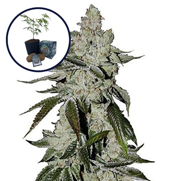 Laughing Buddha High Yield Grow Kit