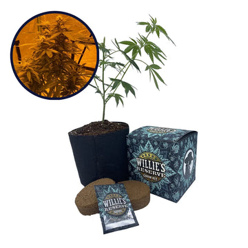 Lava Cake Strain High Yield Grow Kit