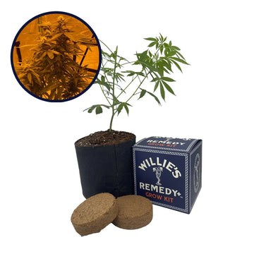 Lava Cake Strain Grow Kit