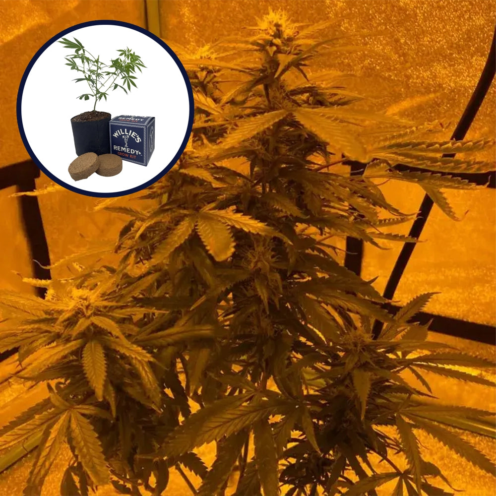 Lava Cake Grow Kit