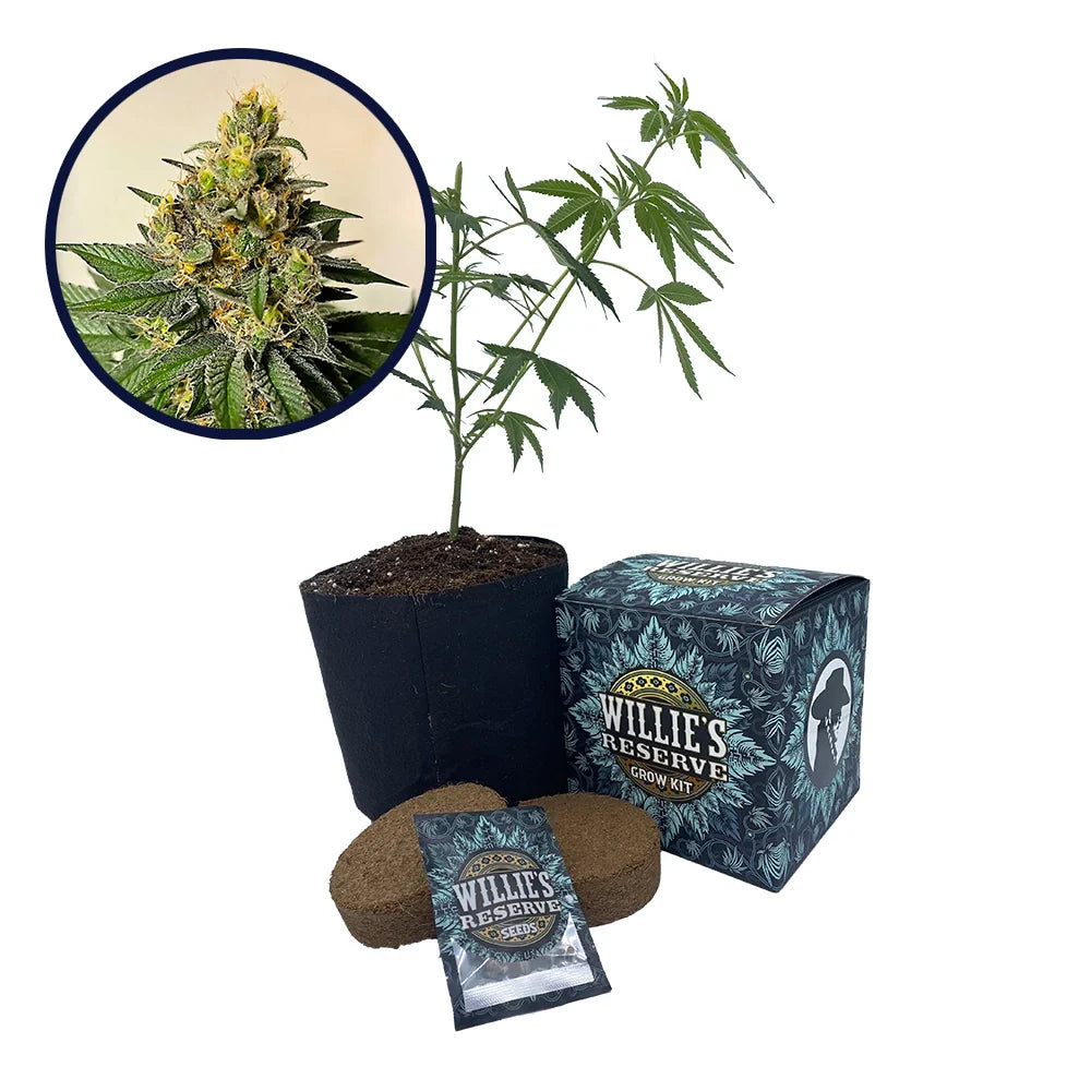 Legend OG Strain High Yield Grow Kit