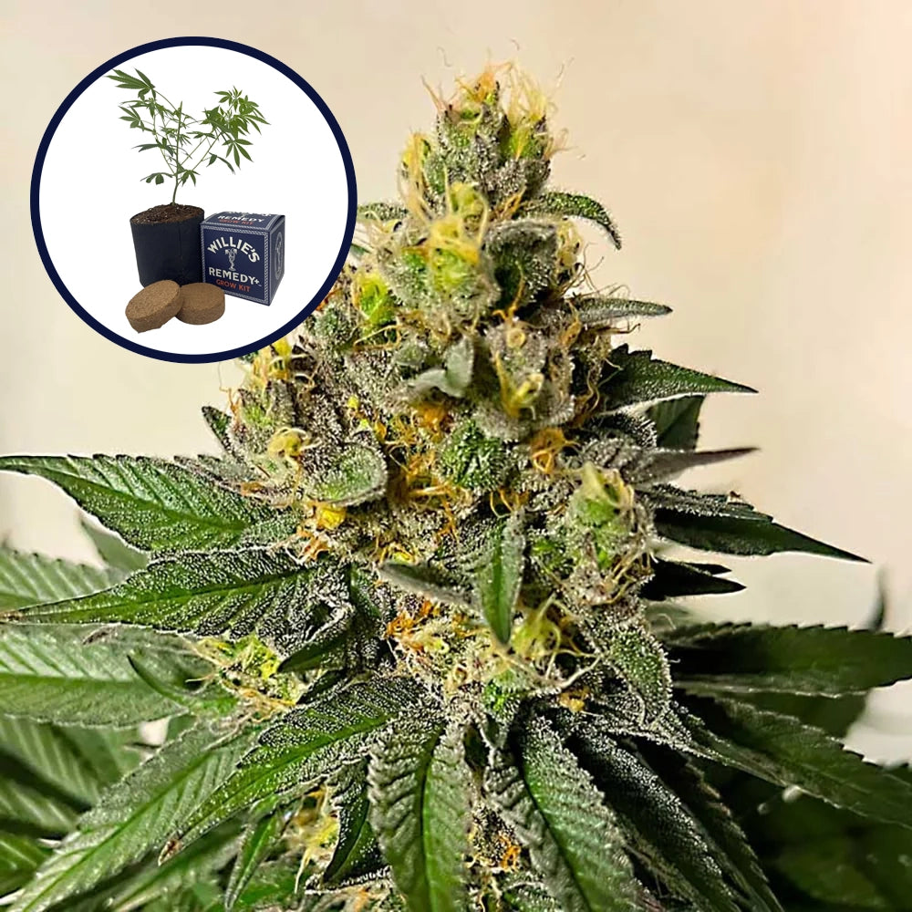 Legend OG Grow Kit
