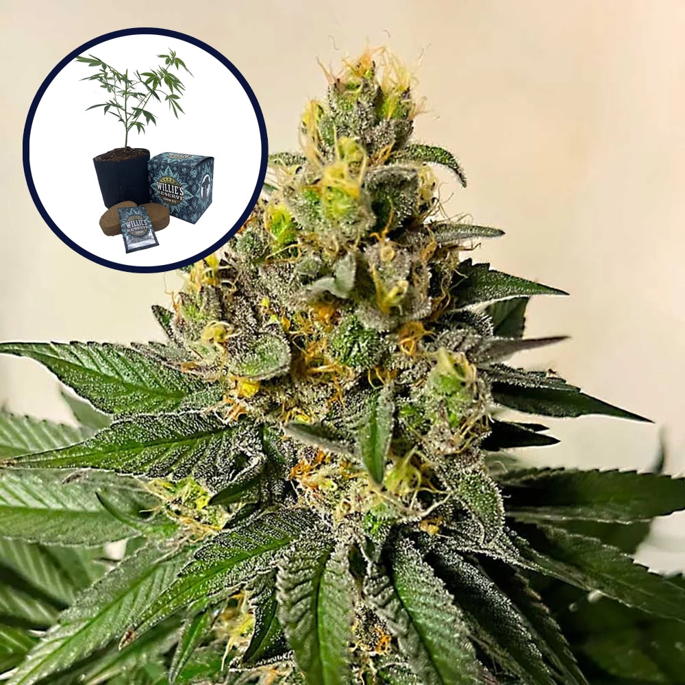 Legend OG High Yield Grow Kit