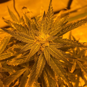 Lemon Haze Auto