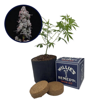 Lemon Cherry Gelato Strain Grow Kit (THCA)