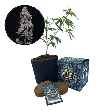 Lemon Cherry Gelato Strain High Yield Grow Kit (THCA)