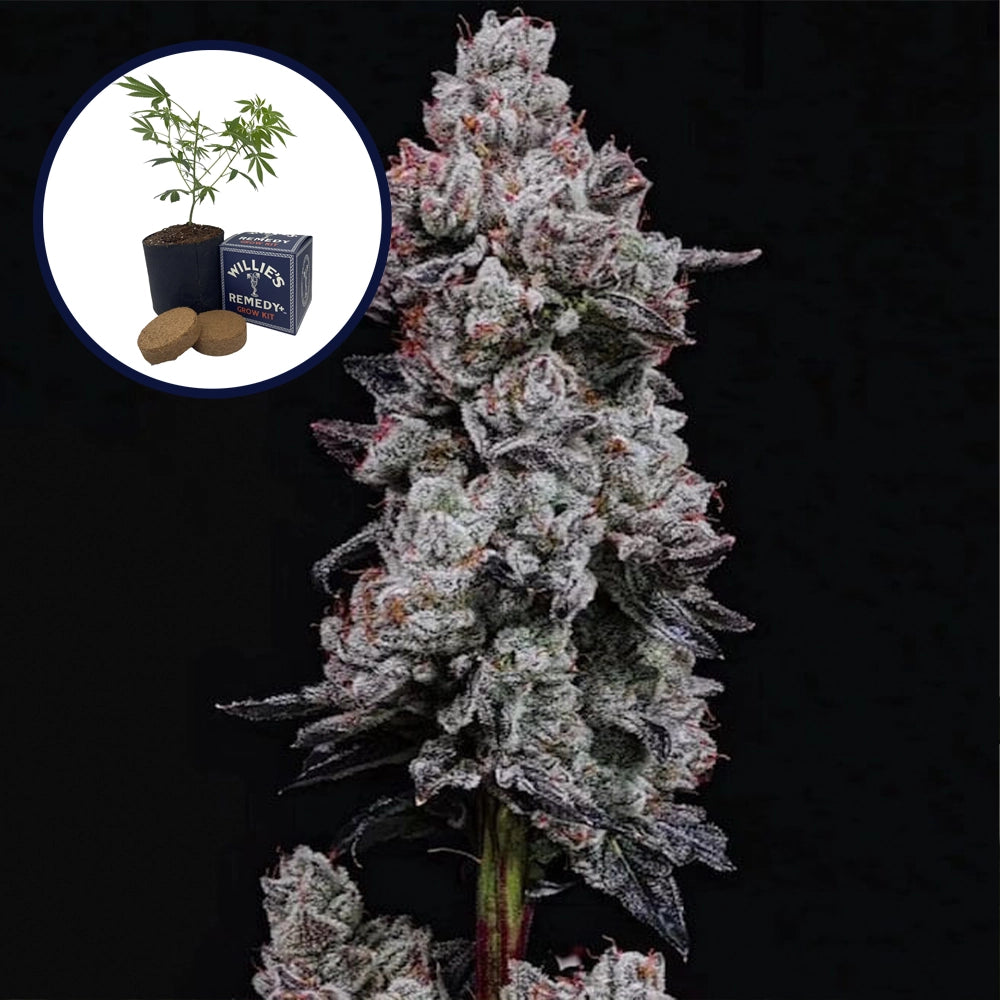 Lemon Cherry Gelato Grow Kit