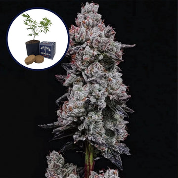 Lemon Cherry Gelato Grow Kit