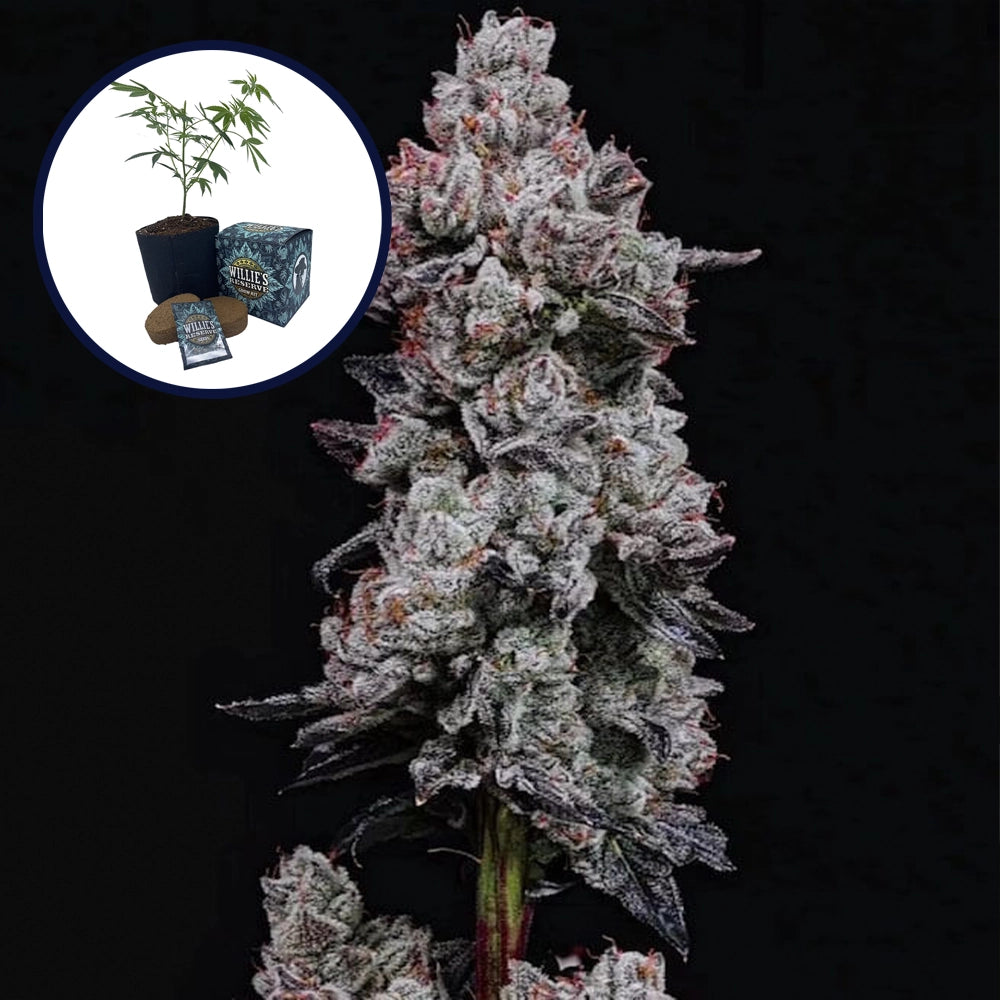 Lemon Cherry Gelato High Yield Grow Kit
