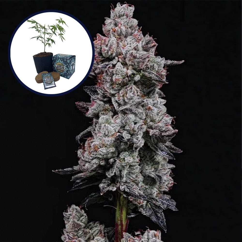 Lemon Cherry Gelato High Yield Grow Kit (THCA)