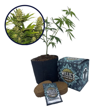 Lemon G Strain High Yield Grow Kit
