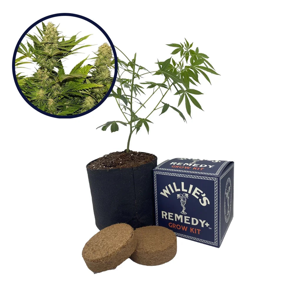Lemon G Strain Grow Kit
