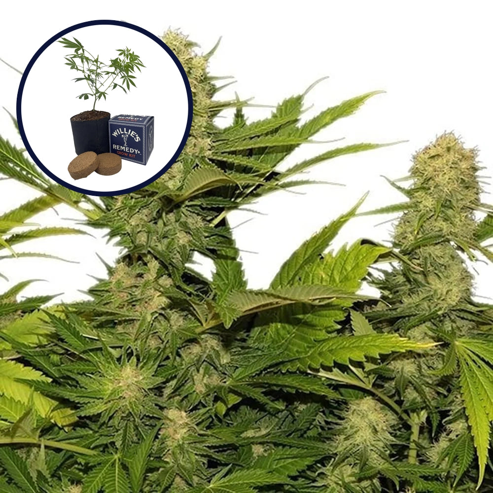 Lemon G Grow Kit