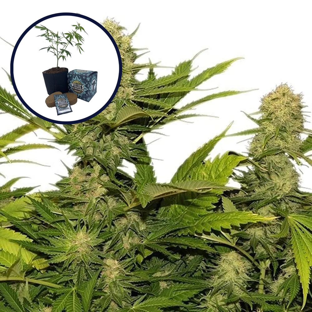Lemon G High Yield Grow Kit