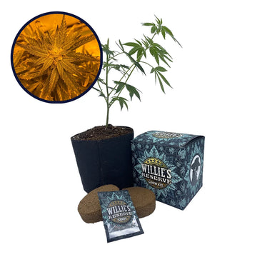 Lemon Haze Strain High Yield Grow Kit