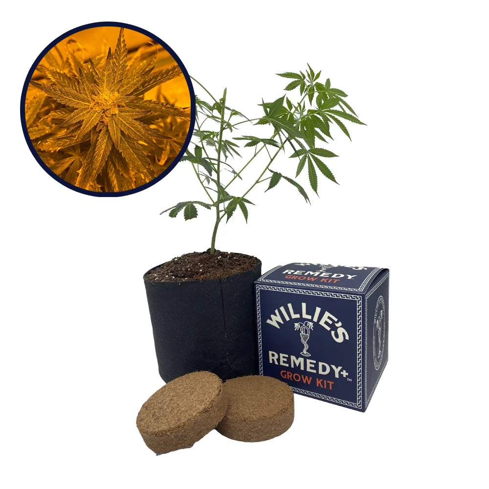 Lemon Haze Strain Grow Kit