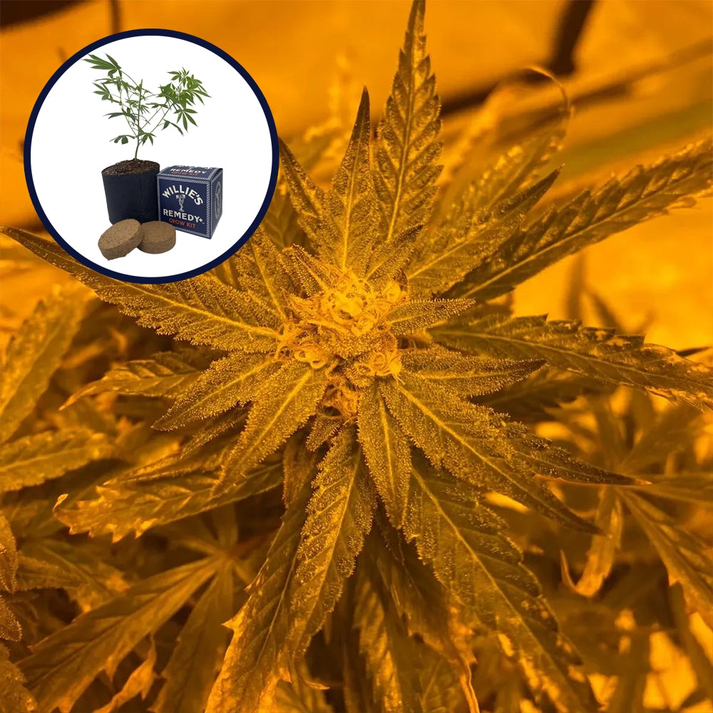 Lemon Haze Grow Kit