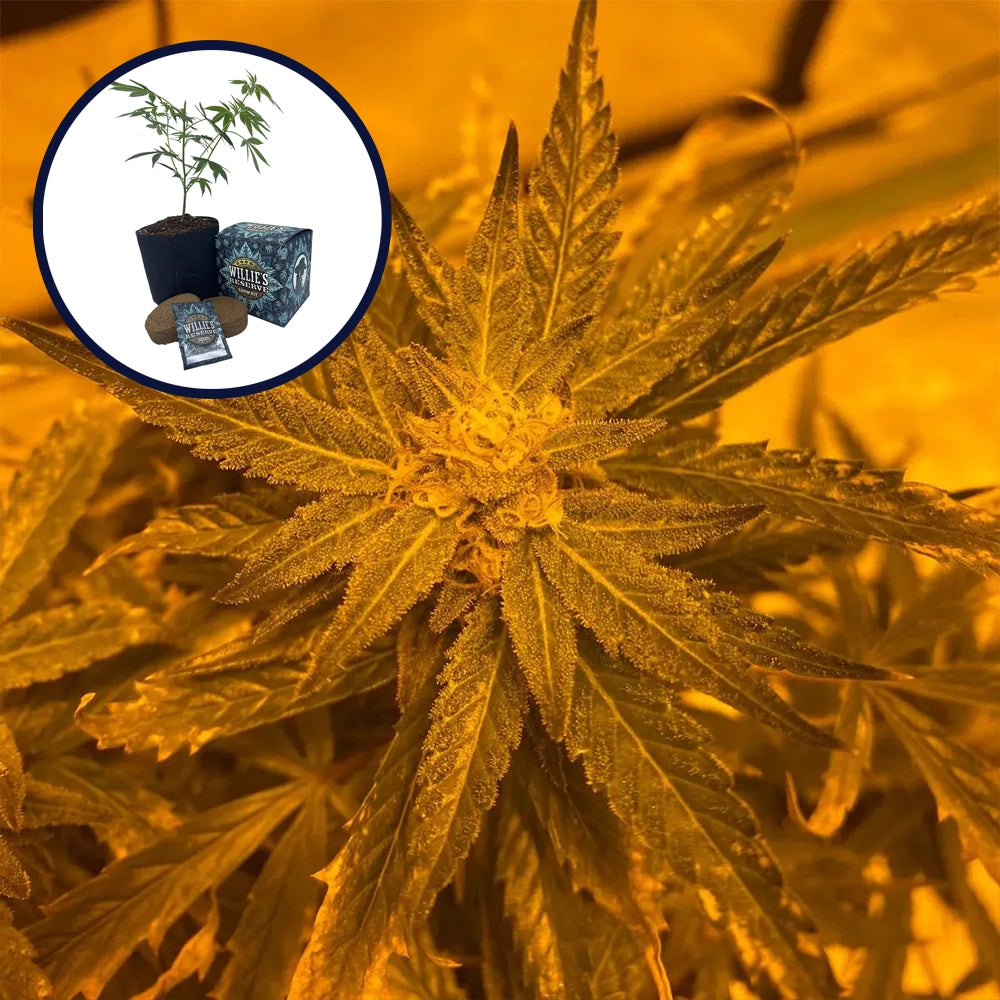 Lemon Haze High Yield Grow Kit