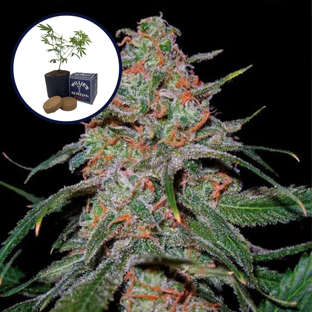 Lemon Skunk Grow Kit