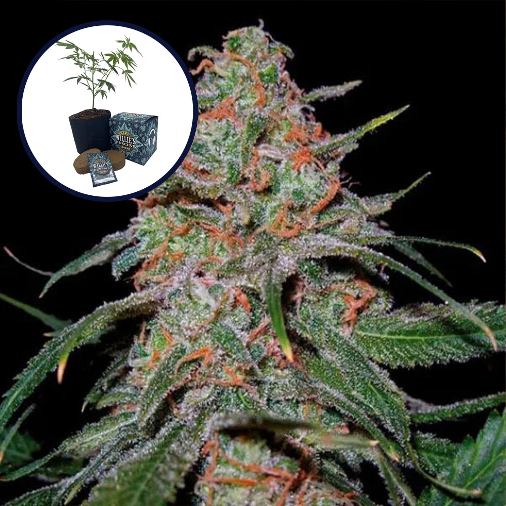 Lemon Skunk High Yield Grow Kit