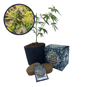 Lemon Tree Strain High Yield Grow Kit
