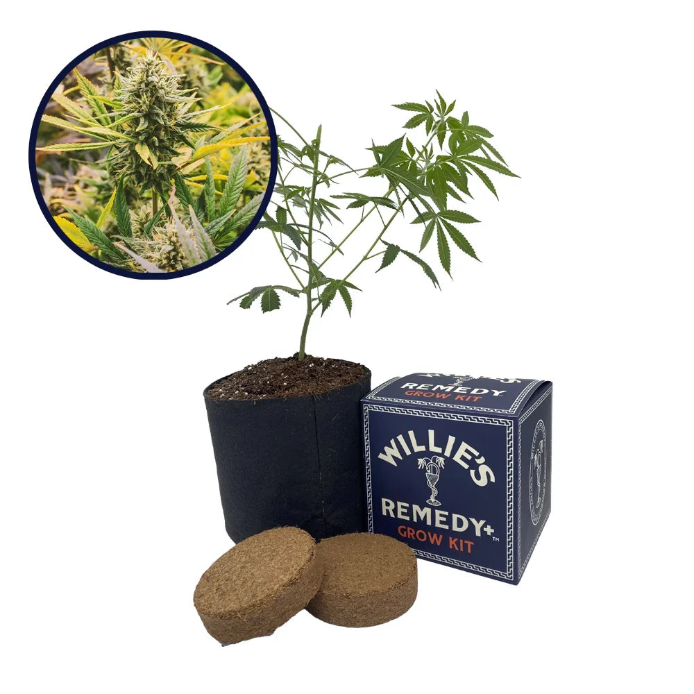 Lemon Tree Strain Grow Kit