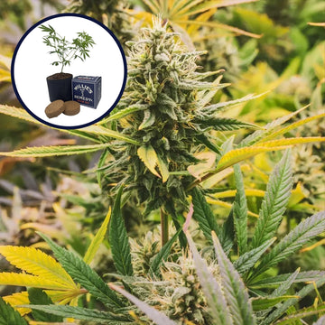 Lemon Tree Grow Kit