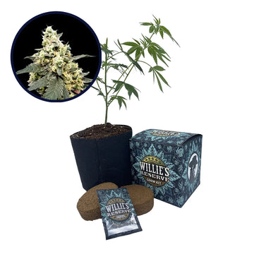 Lemonade Strain High Yield Grow Kit