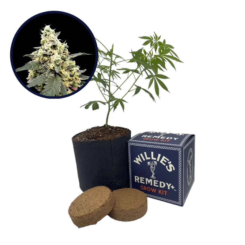 Lemonade Strain Grow Kit