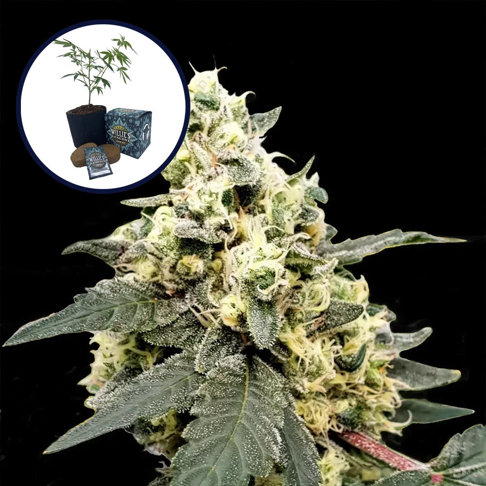 Lemonade High Yield Grow Kit