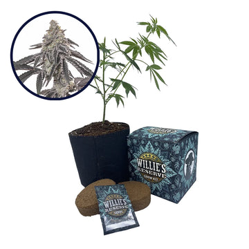 MAC 1 Strain High Yield Grow Kit