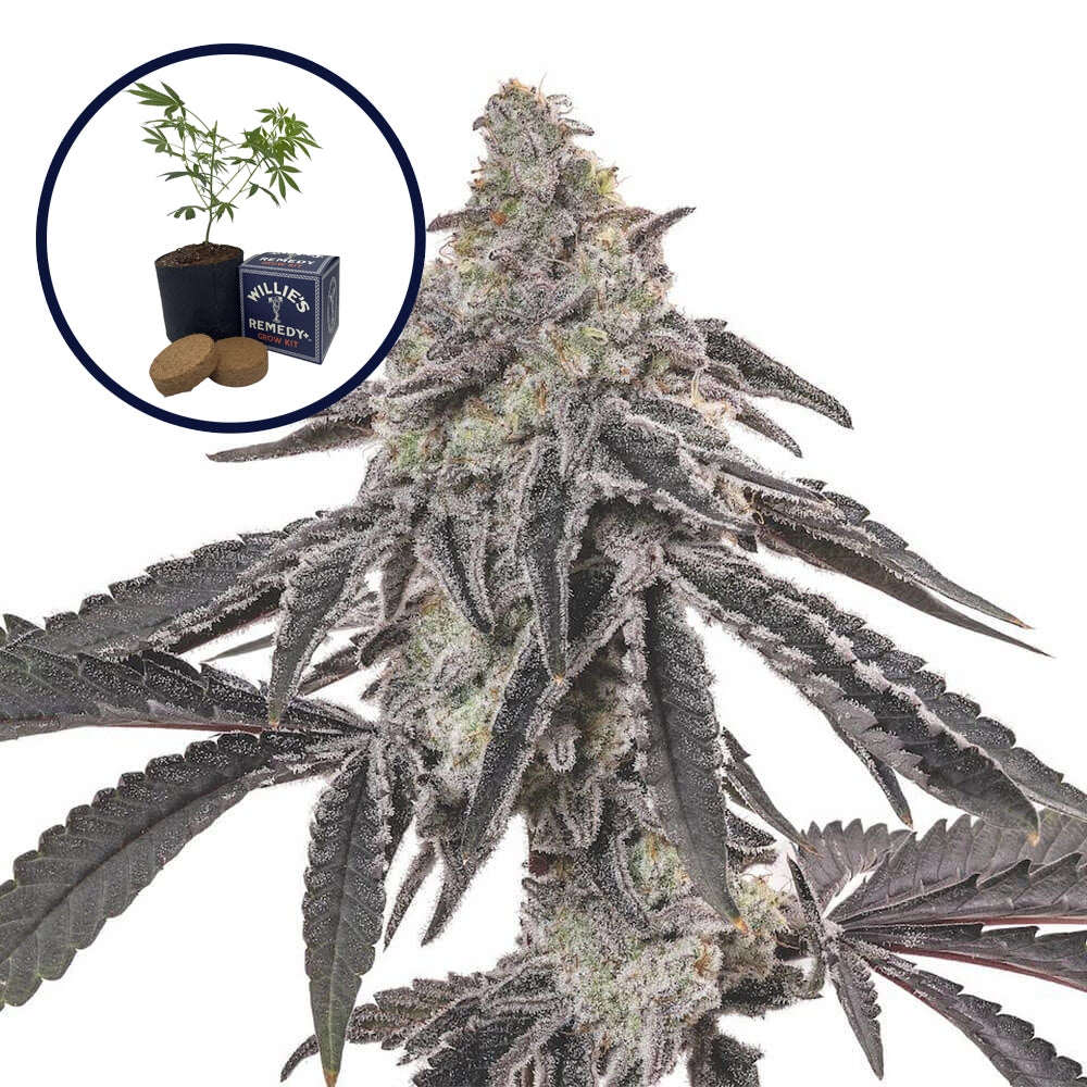MAC 1 Grow Kit