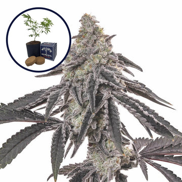 MAC 1 Grow Kit