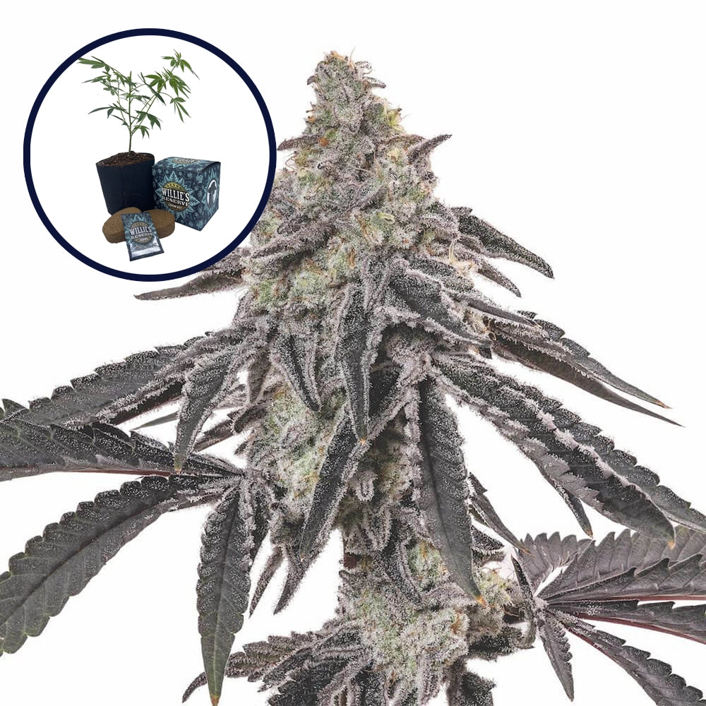 MAC 1 High Yield Grow Kit
