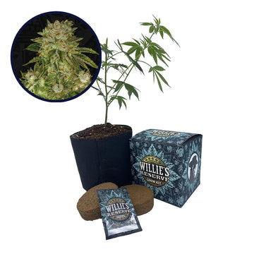 MK Ultra Strain High Yield Grow Kit