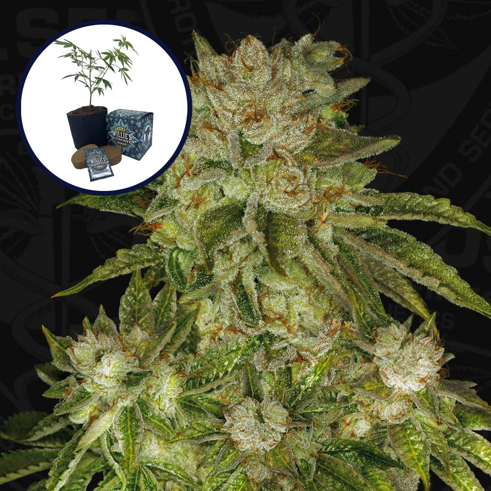 MK Ultra High Yield Grow Kit