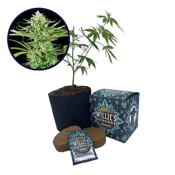 Malibu OG Strain High Yield Grow Kit